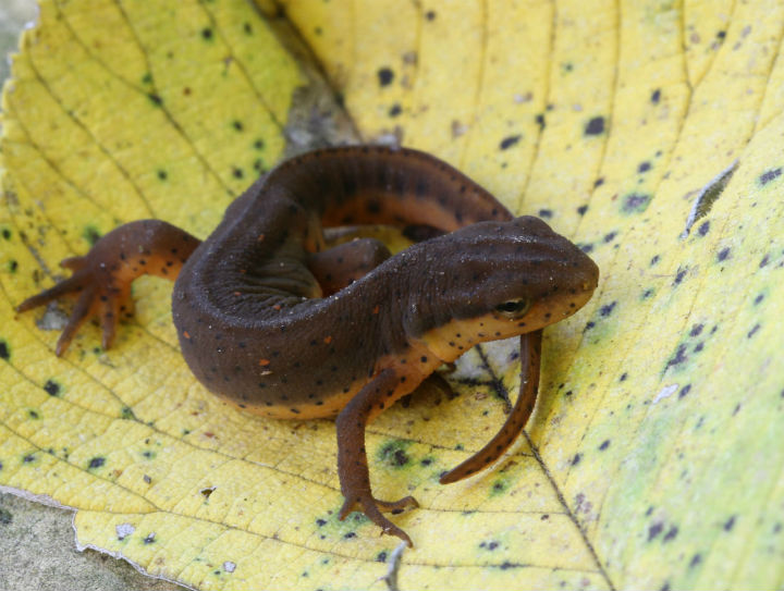 Central Newt